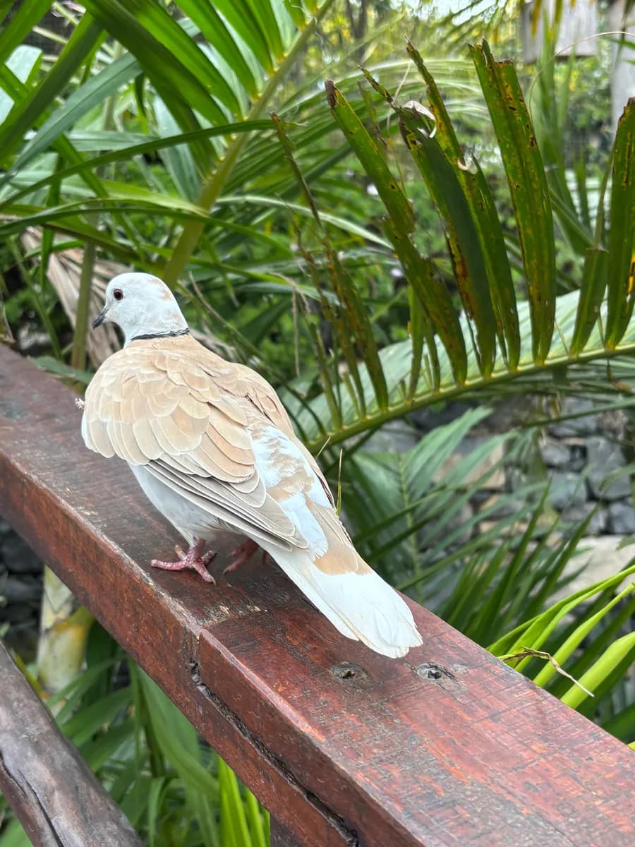 Eurasian collared dove perched on the aviary rail among palms