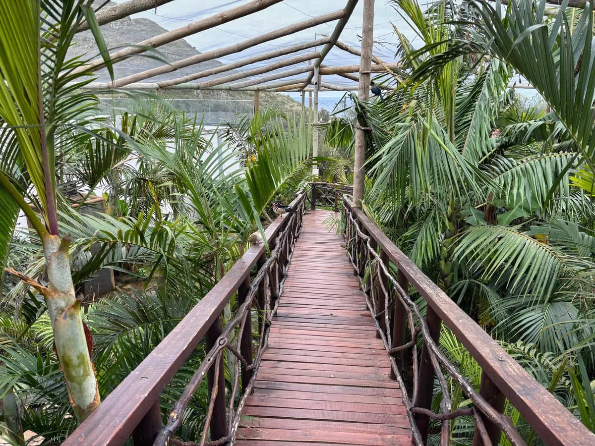 Elevated boardwalk through the lush tropical aviary
