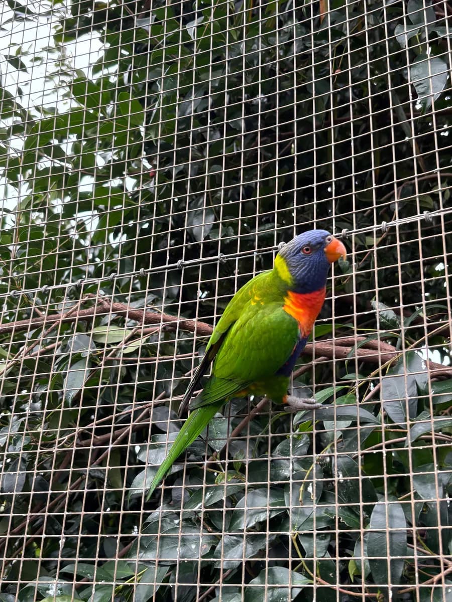 Rainbow lorikeet clinging to the aviary mesh