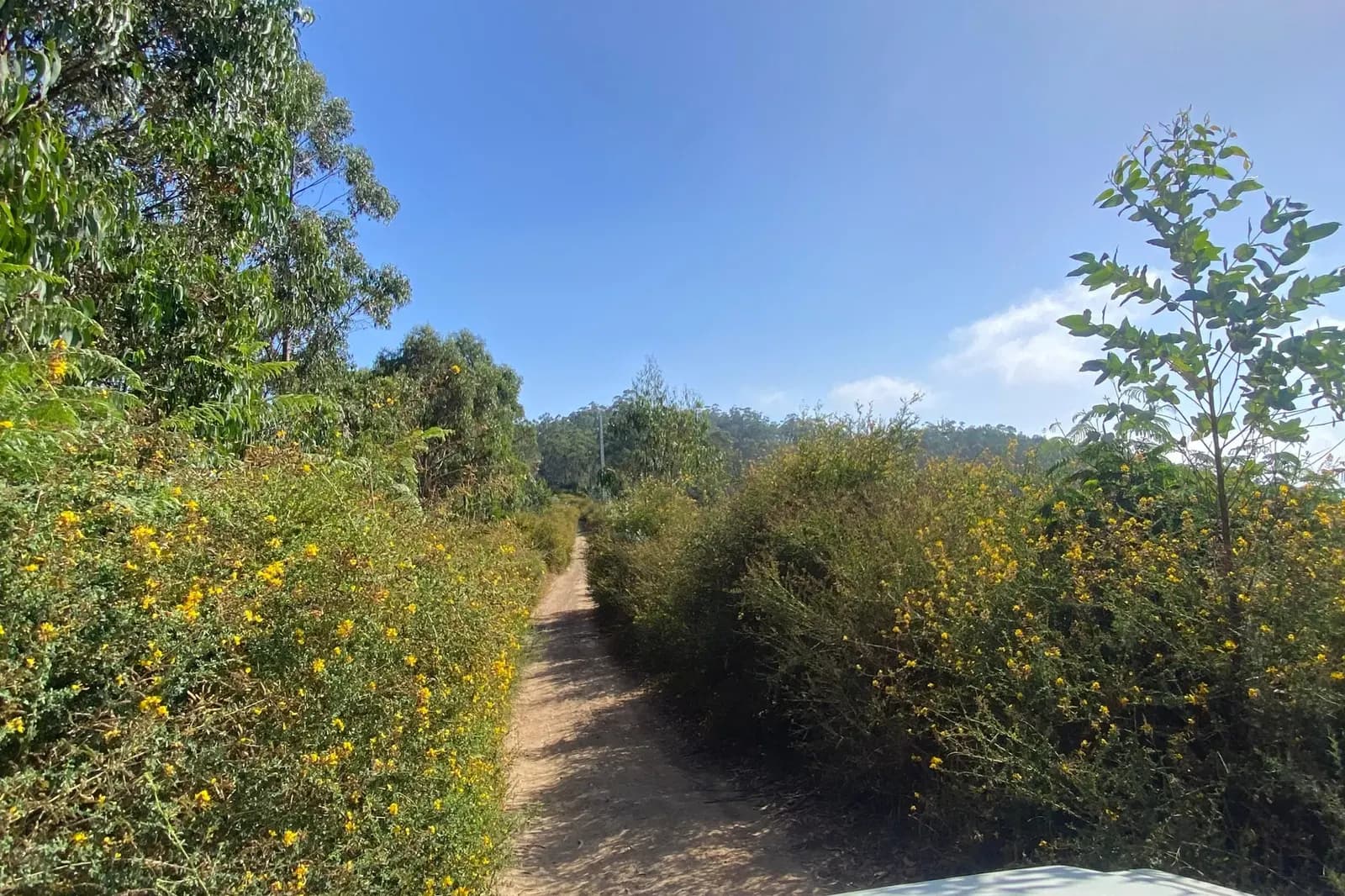 4x4 climbing a dirt track lined with yellow-flowering broom